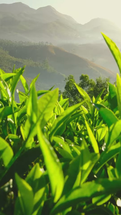 Close-up of hand-plucked Sri Lankan tea leaves and freshly poured CEYARA Ceylon tea with rising steam, highlighting natural flavour and artisanal quality.