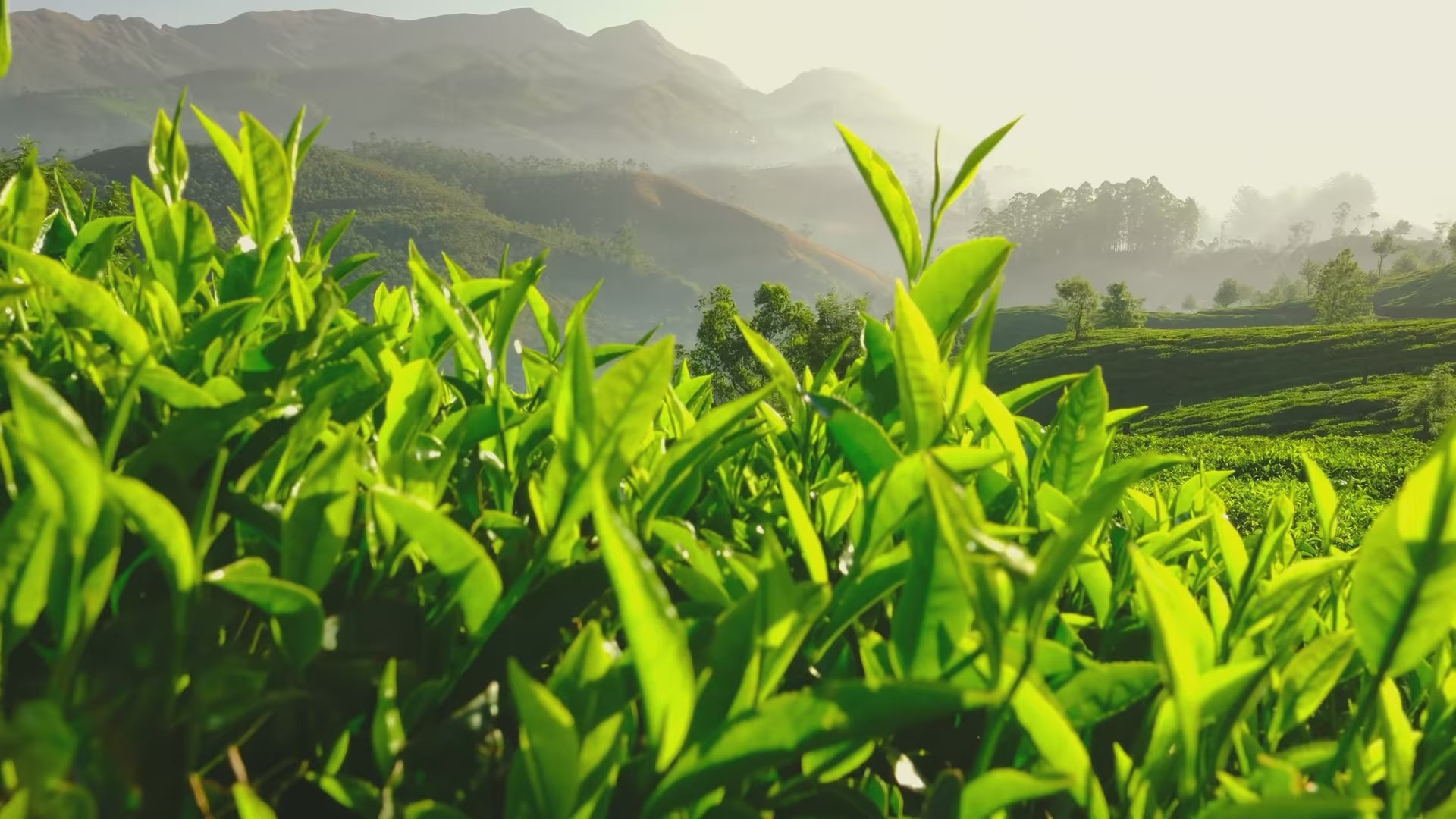 Premium Ceylon tea plantations in Sri Lanka at sunrise with misty hills and freshly brewed CEYARA tea representing heritage, purity, and natural excellence.