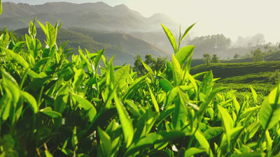 Premium Ceylon tea plantations in Sri Lanka at sunrise with misty hills and freshly brewed CEYARA tea representing heritage, purity, and natural excellence.